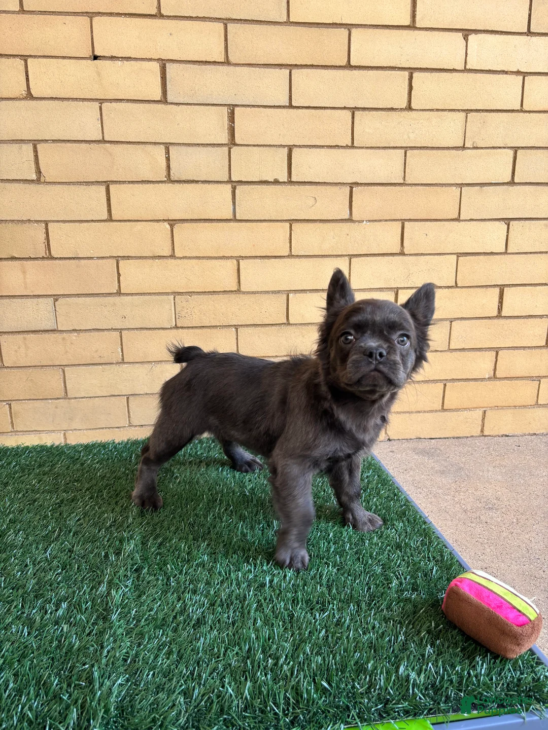 French Bulldog dogs for sale: Zoe - Ad 2