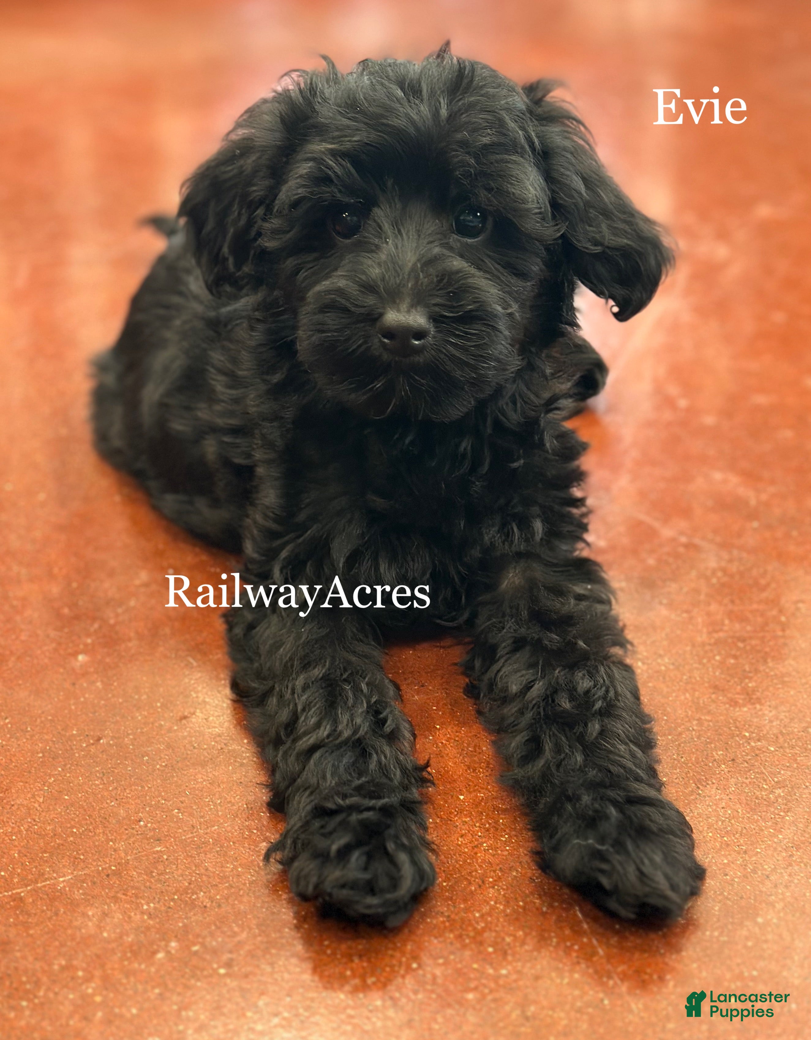 Mixed Breed dogs for sale: Evie - Ad 4