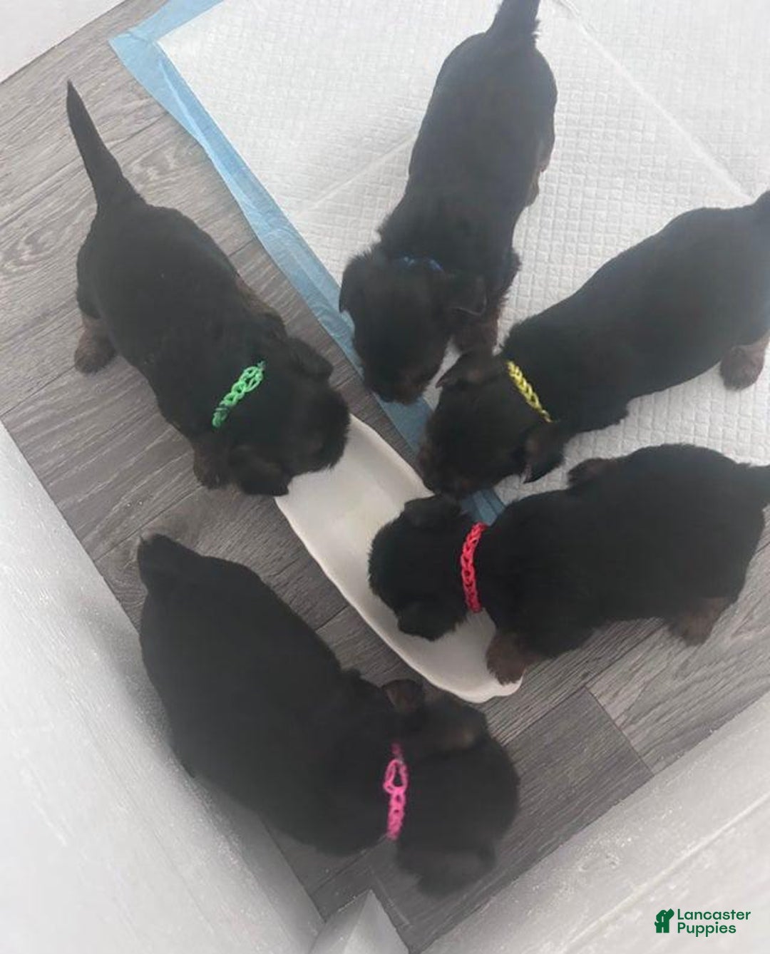 Yorkshire Terrier dogs for sale: Prince Charming - Ad 4