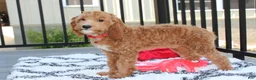 Cavapoo dogs for sale: Lenny  - Ad 6