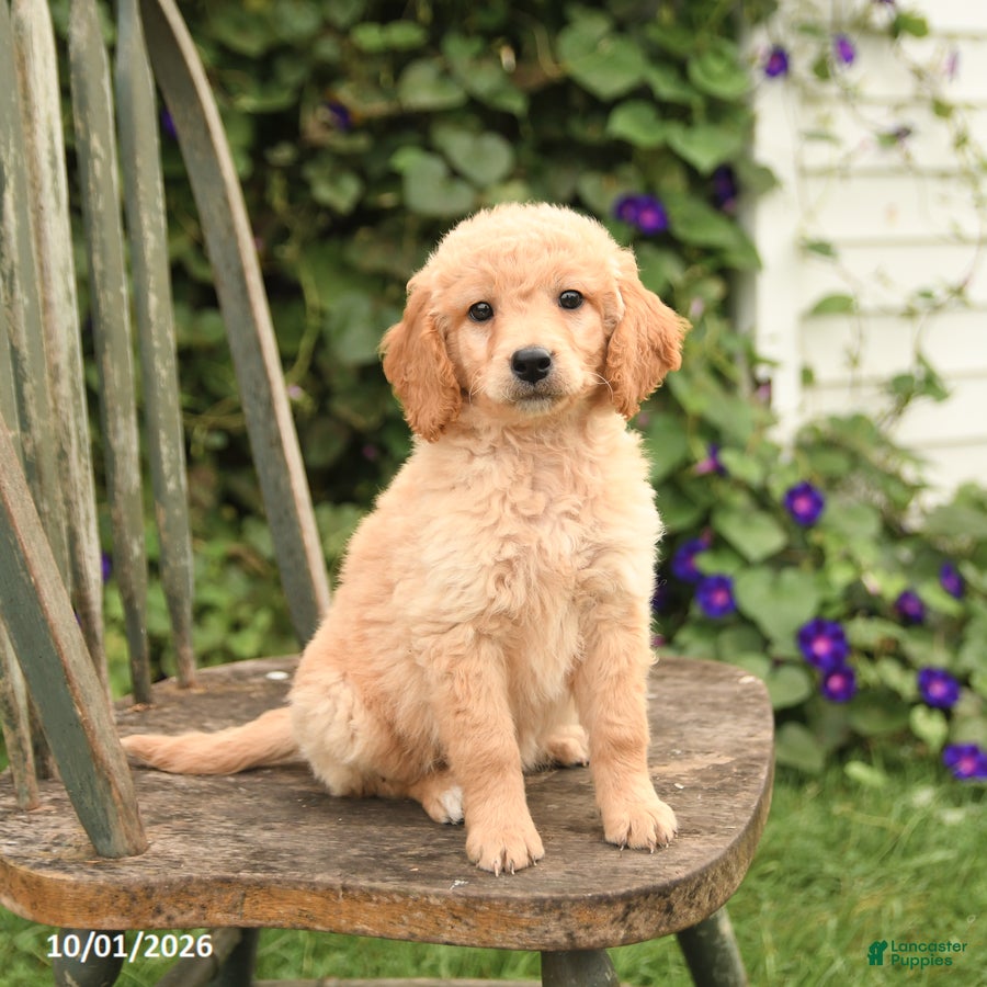 Mini Goldendoodle dogs Delilah - Ad 1