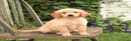 Mini Goldendoodle dogs for sale: Delilah - Ad 1