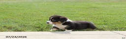 Welsh Corgi Pembroke dogs for sale: Charlie - Ad 6