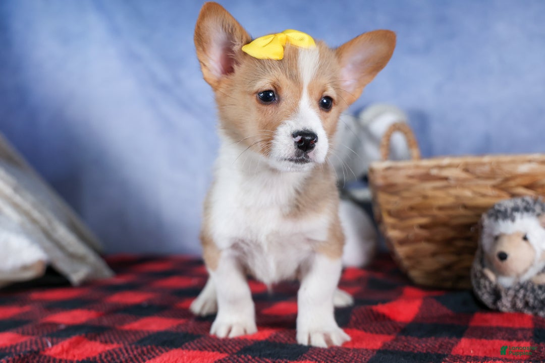 Welsh Corgi Pembroke dogs for sale: Monty - Ad 12