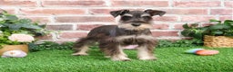 Miniature Schnauzer dogs for sale: Esperanza  - Ad 15