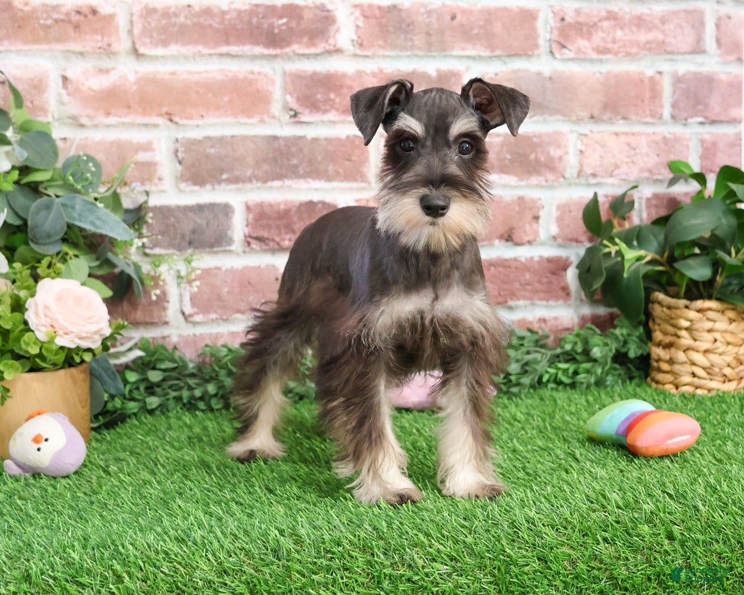 Miniature Schnauzer dogs for sale: Esperanza  - Ad 15