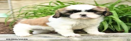Shih Tzu dogs for sale: Heidi - Ad 3