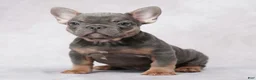 French Bulldog dogs for sale: Stella - Ad 8