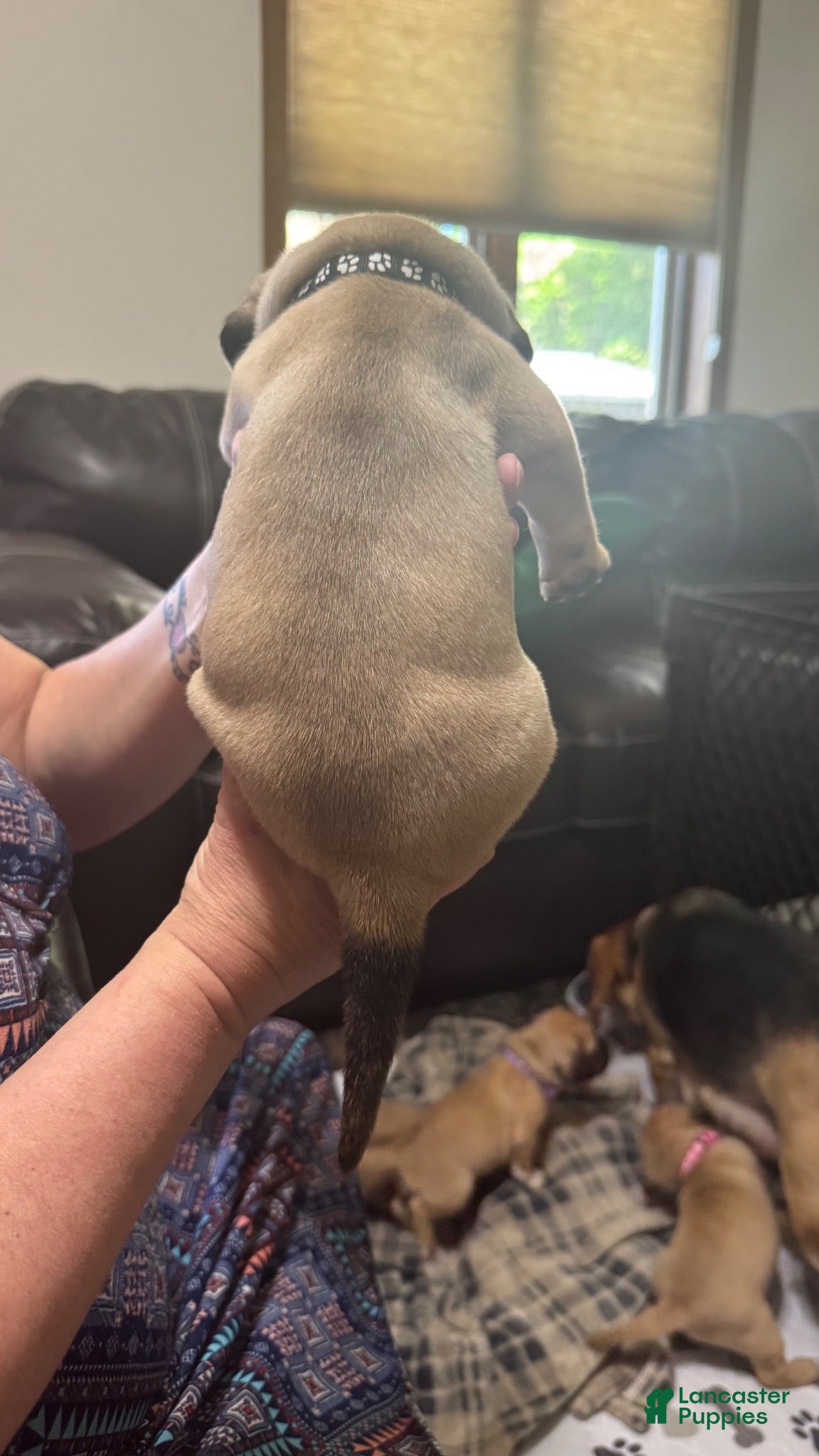 Puggle dogs Black collar  - Ad 1