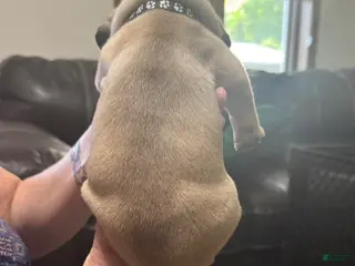 Puggle dogs for sale: Black collar - Ad 2