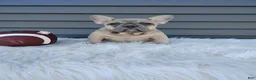 French Bulldog dogs for sale: Fargo  - Ad 9