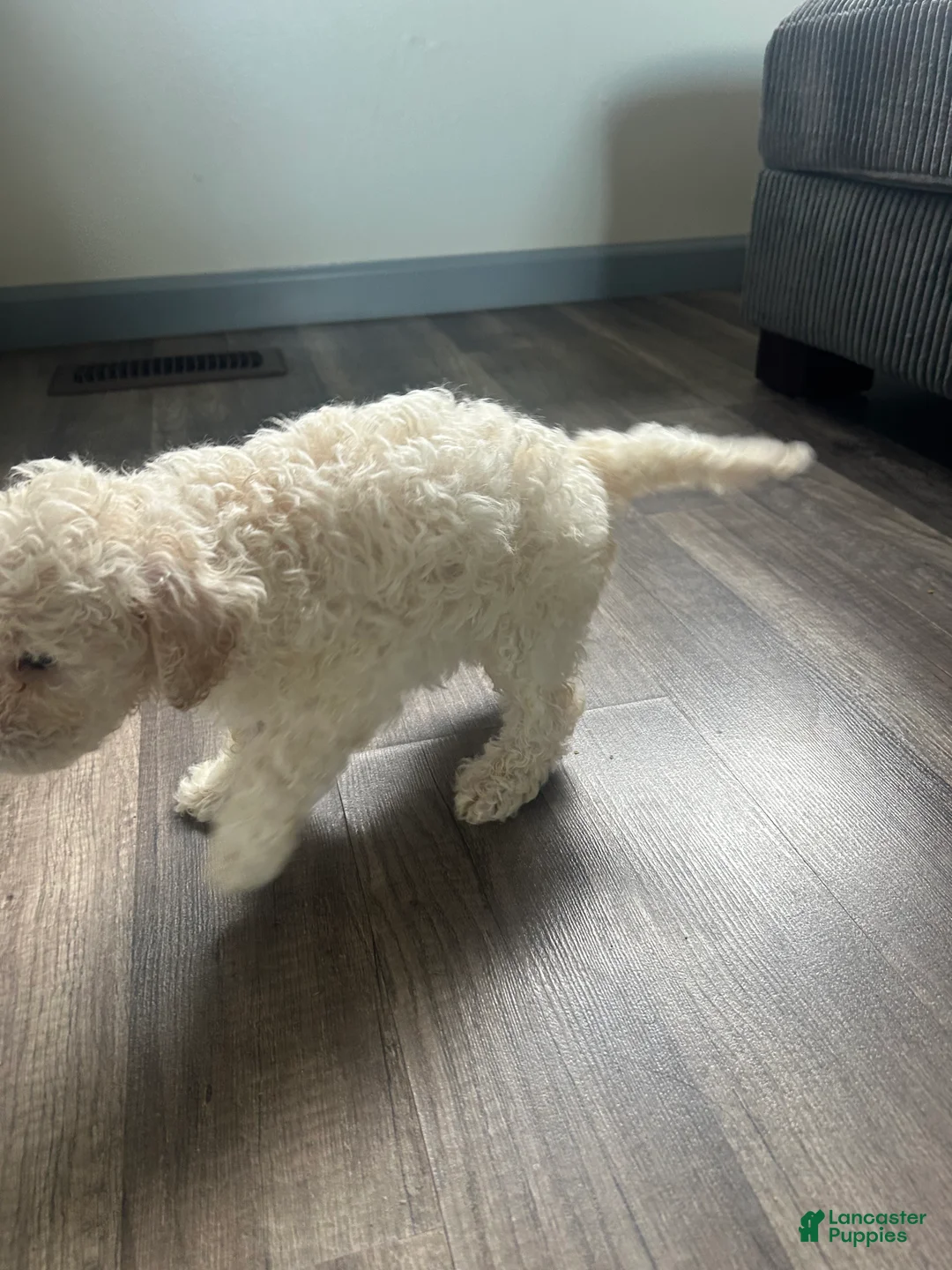 Mixed Breed dogs for sale: Mixed Breed 3 - Ad 2