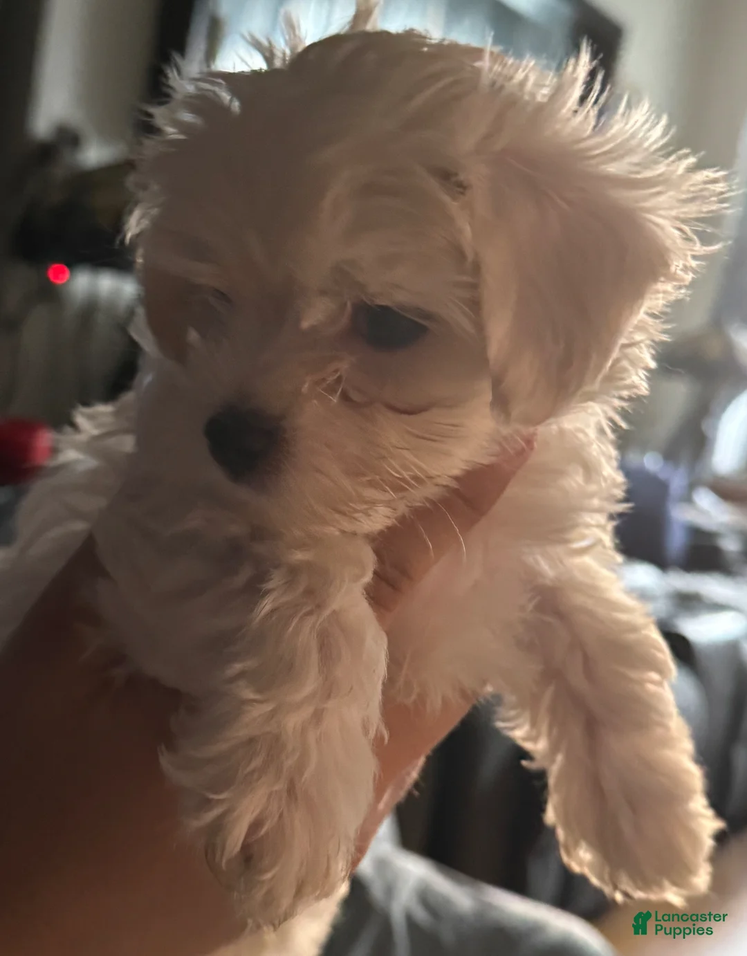 Maltese dogs for sale: Lola - Ad 1