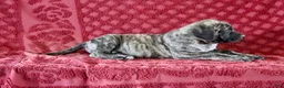 English Mastiff dogs for sale: Oscar - Ad 2