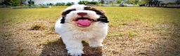 Havapoo dogs for sale: Nabisco - Ad 8