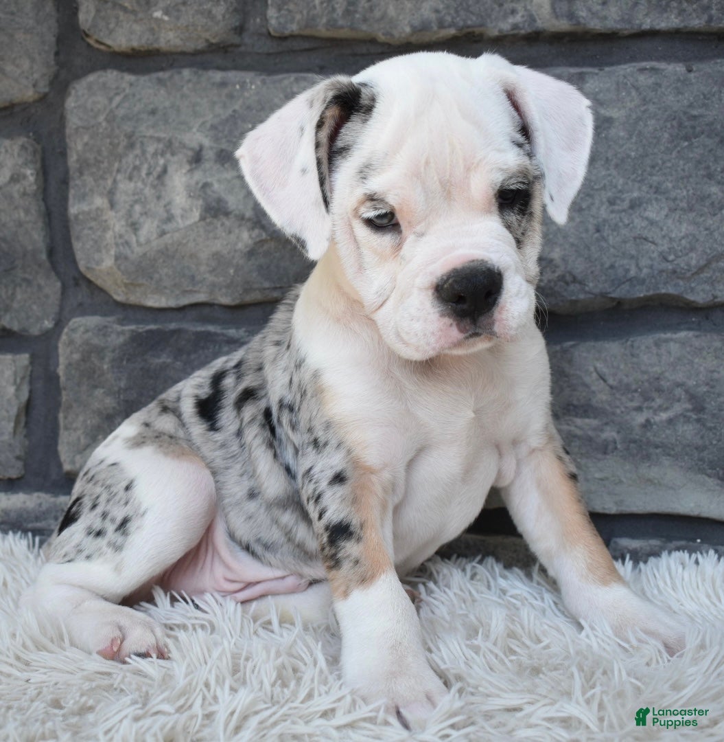 Beabull dogs Toby - Ad 1