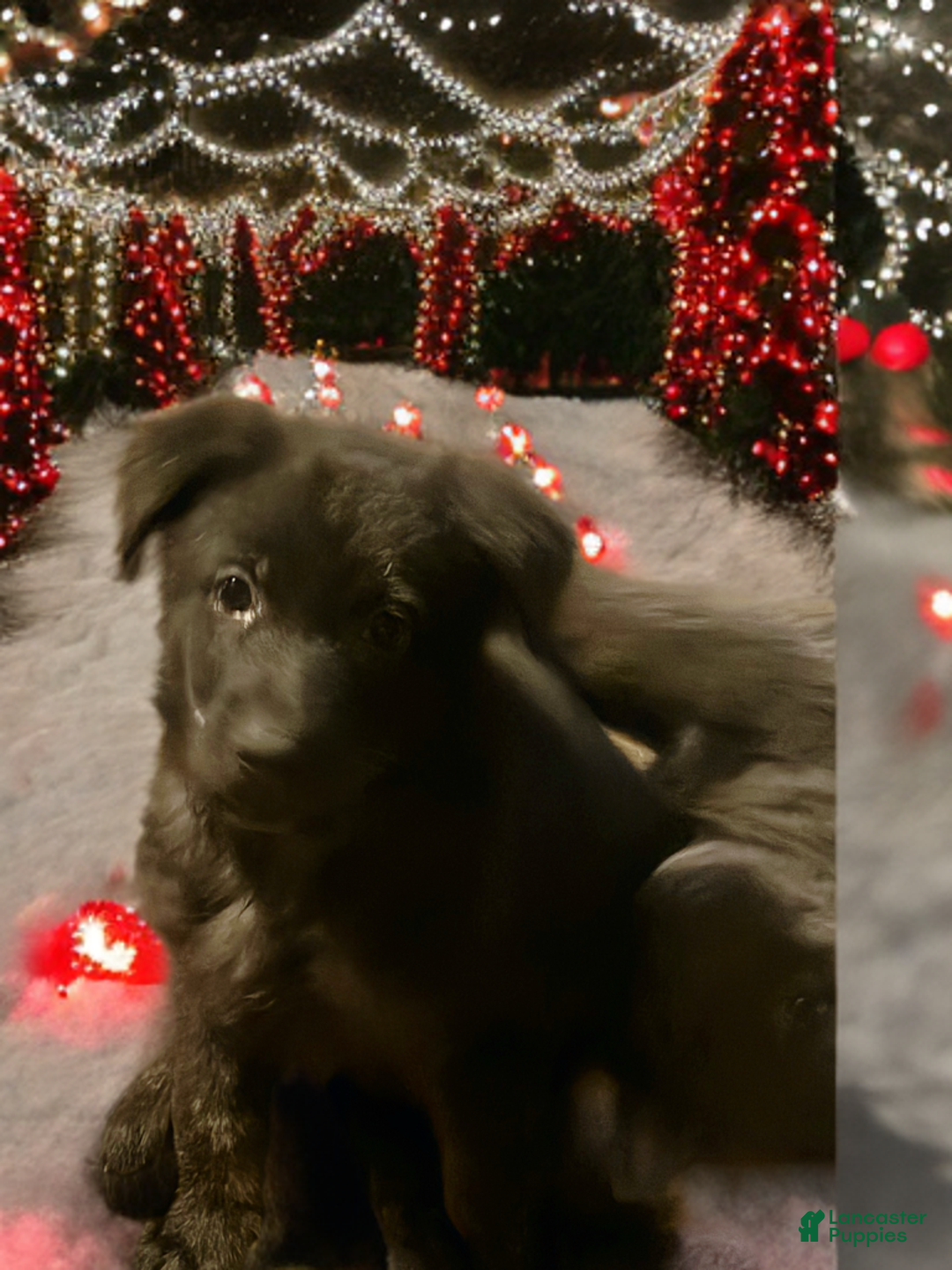 German Shepherd dogs for sale: Oliver - Ad 1