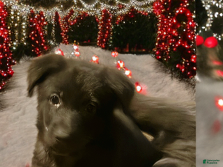 German Shepherd dogs Oliver - Ad 15