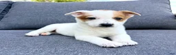 Australian Cattle Dog dogs for sale: Daisy  - Ad 2