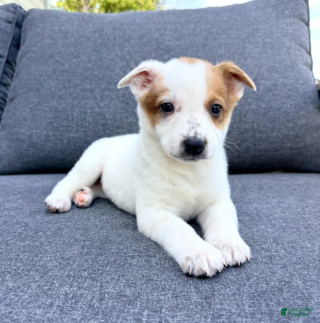 Australian Cattle Dog dogs for sale: Daisy  - Ad 2