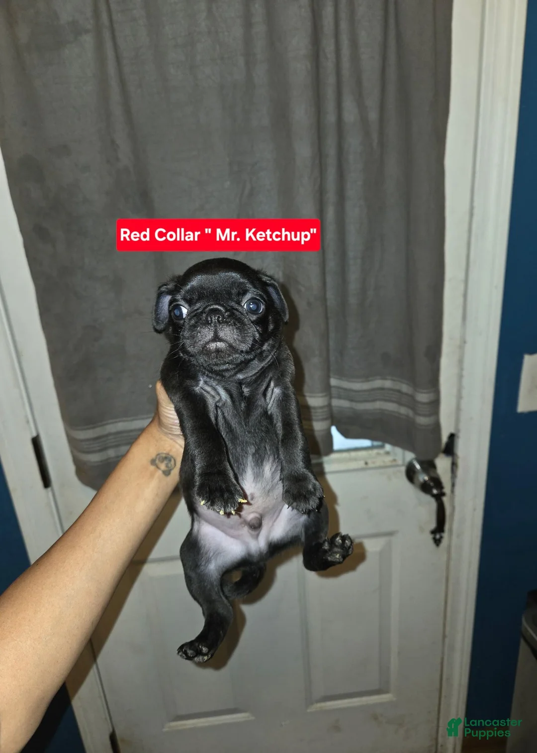 Pug dogs for sale: Bear - Ad 6