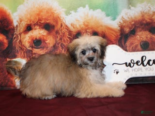 Maltipoo dogs - Ad 42