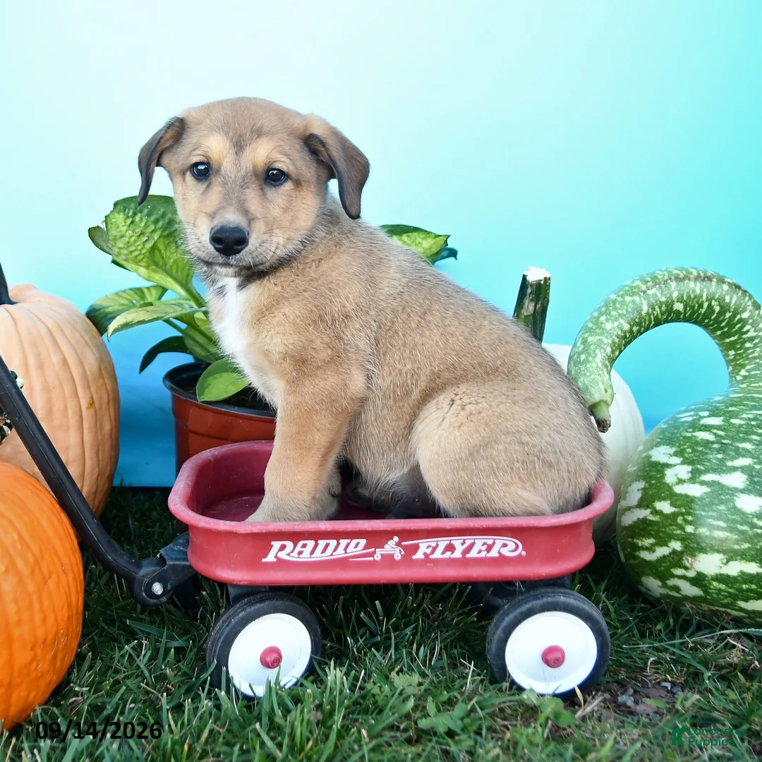 Mixed Breed dogs for sale: Ricky    - Ad 1