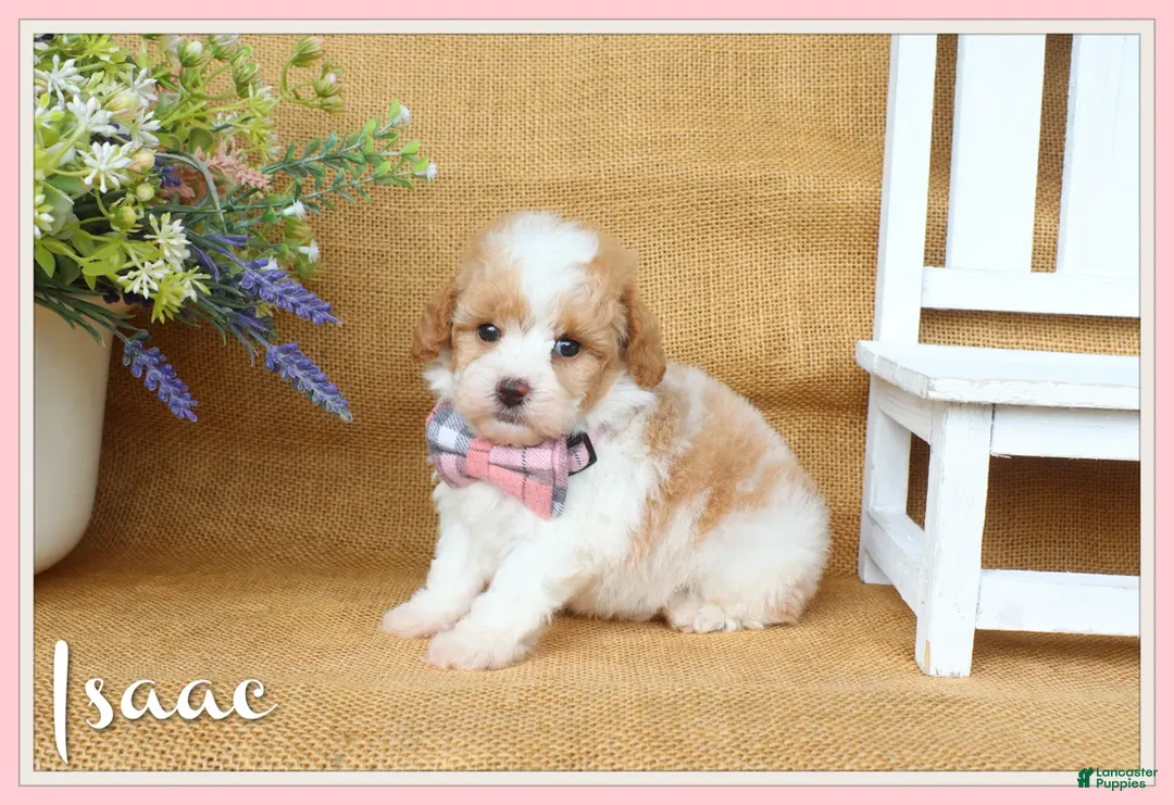 Cavapoo dogs for sale: Issac - Ad 1