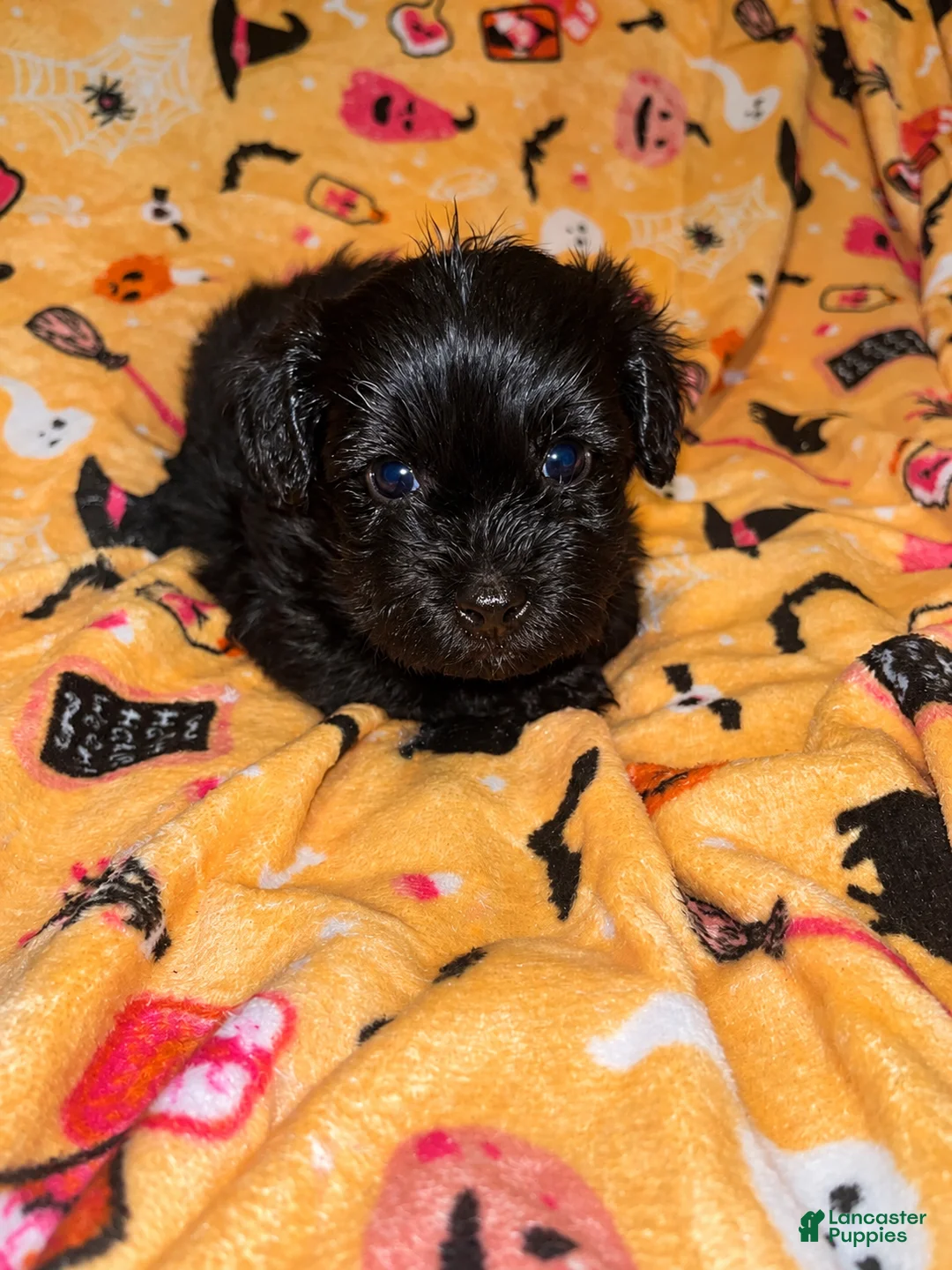 Yorkshire Terrier dogs for sale: Bear  - Ad 6