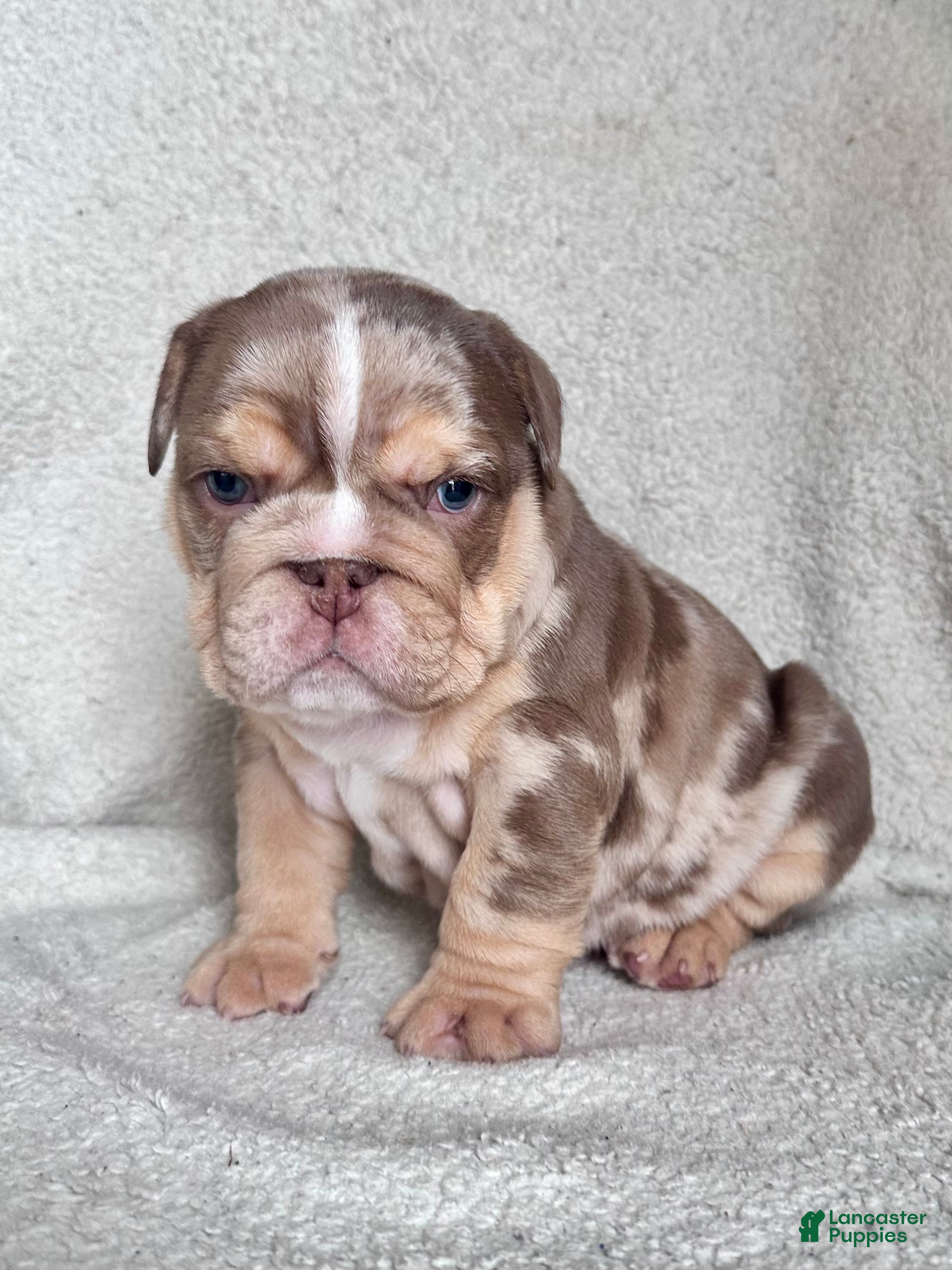 English Bulldog dogs Teddy - Ad 39