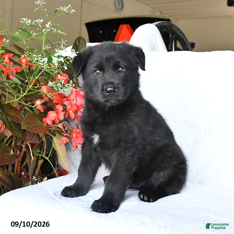 German Shepherd dogs Marley - Ad 2