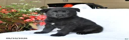 German Shepherd dogs for sale: Marley - Ad 2