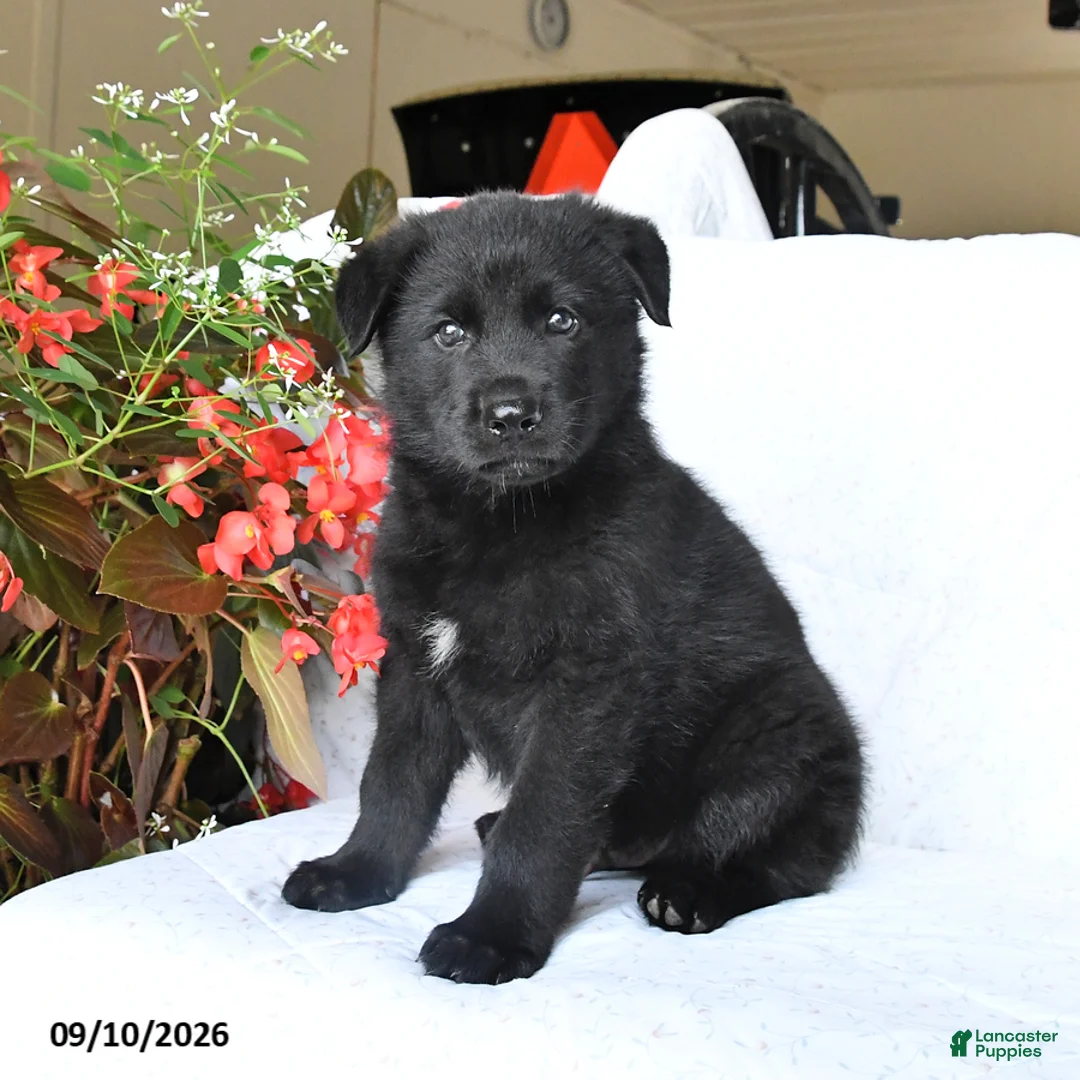 German Shepherd dogs for sale: Marley - Ad 2