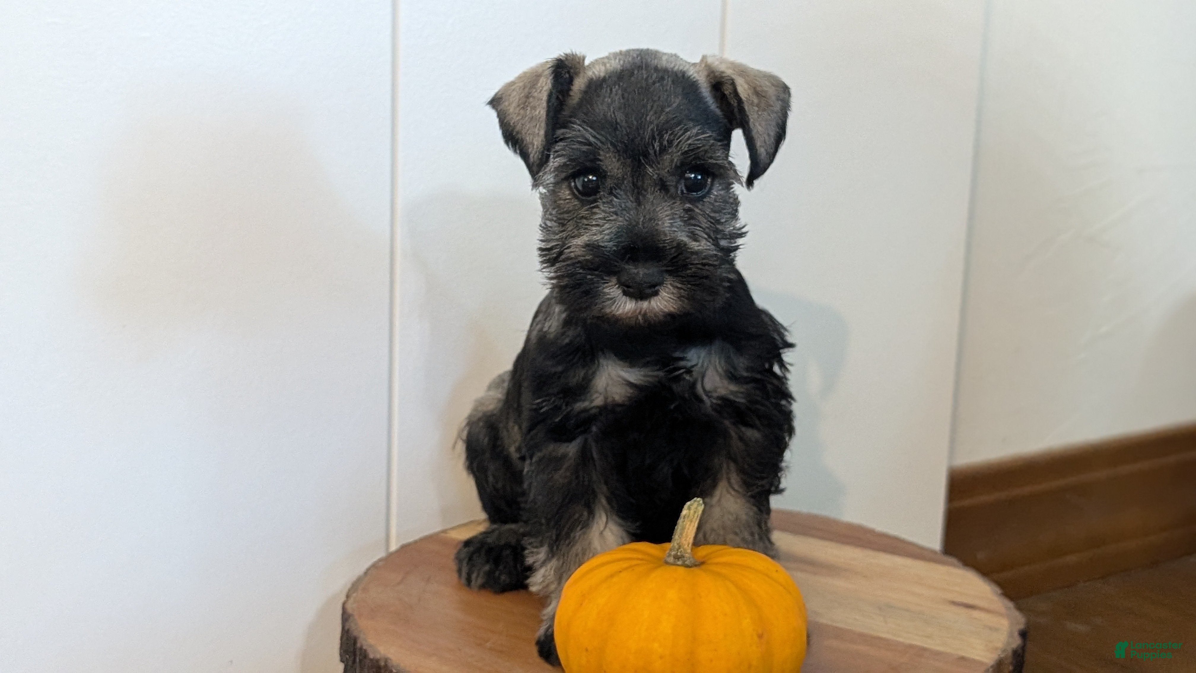 Miniature Schnauzer dogs Cleo - Ad 2