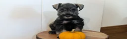 Miniature Schnauzer dogs for sale: Cleo - Ad 2