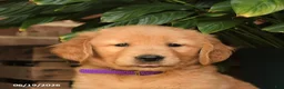 Golden Retriever dogs for sale: Cory - Ad 3