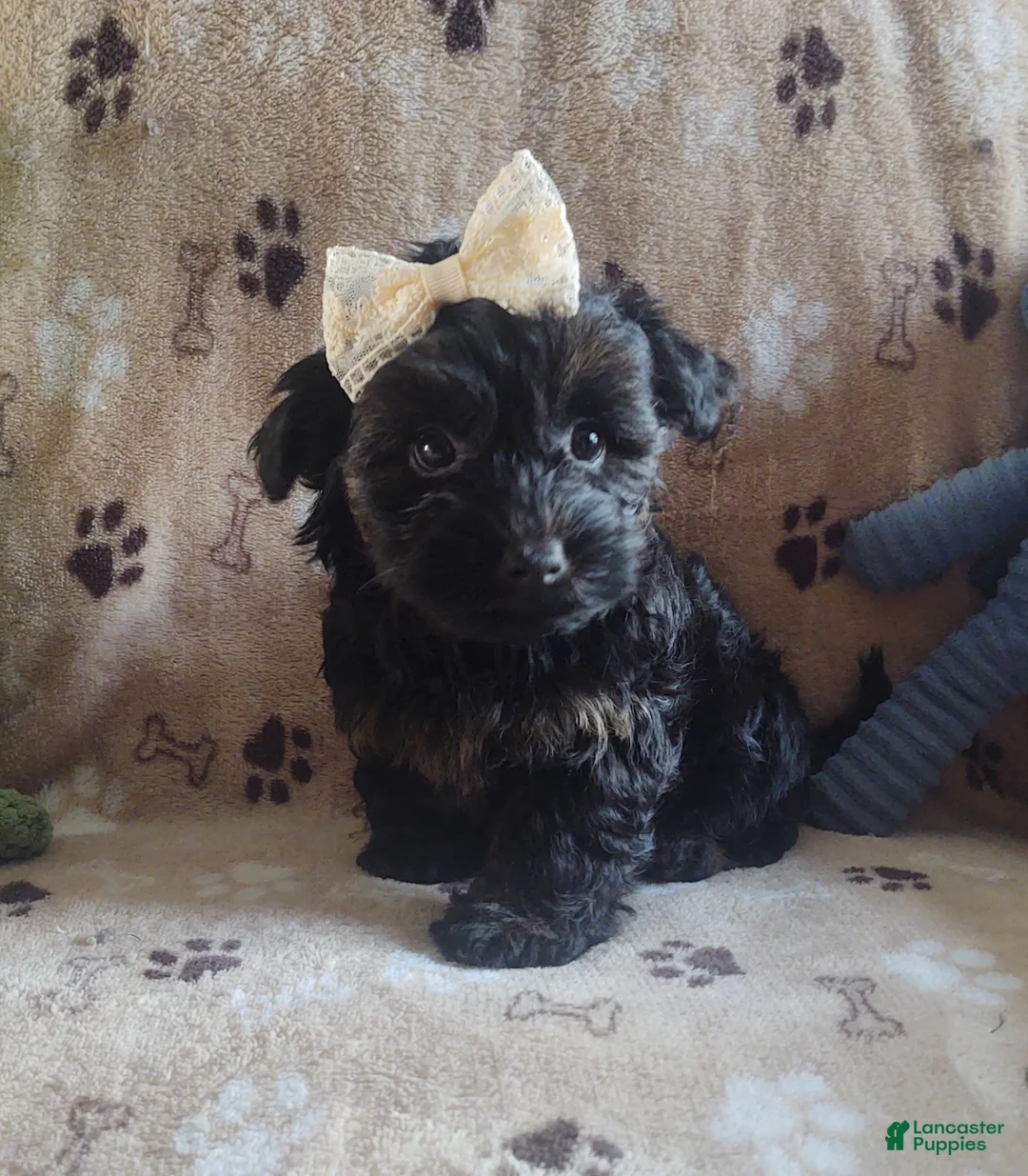 Yorkiepoo dogs for sale: Starr Bright - Ad 5