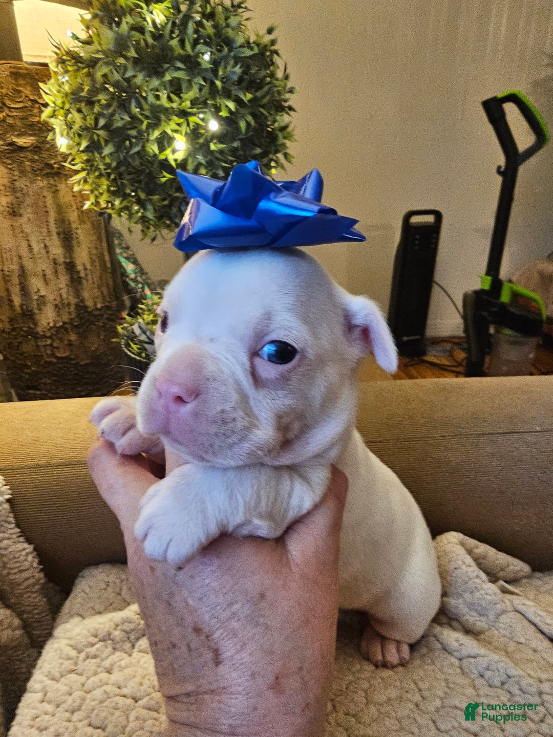 Frenchton dogs for sale: Frenchton Casper  - Ad 4