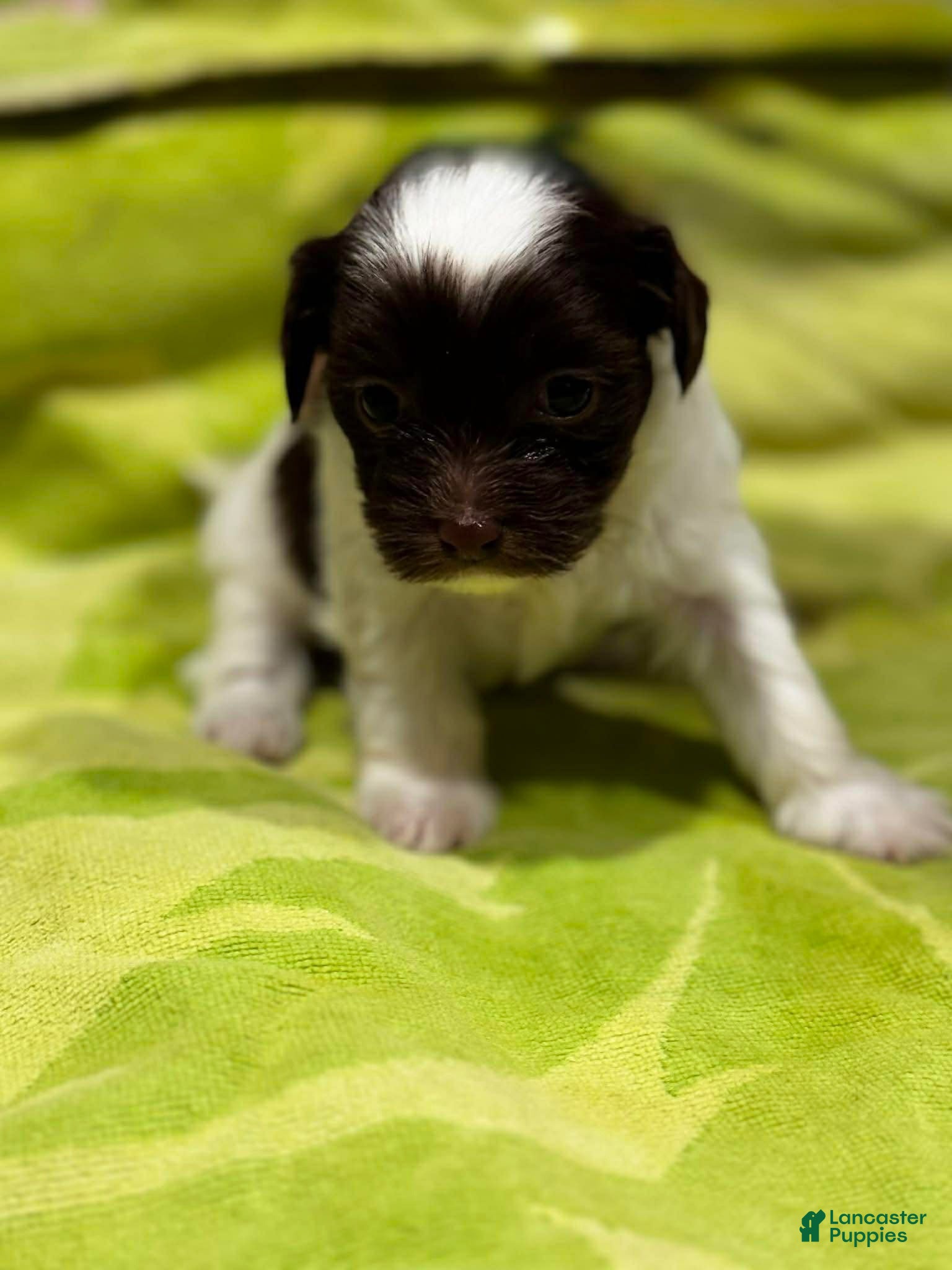 Shorkie dogs Noah - Ad 34