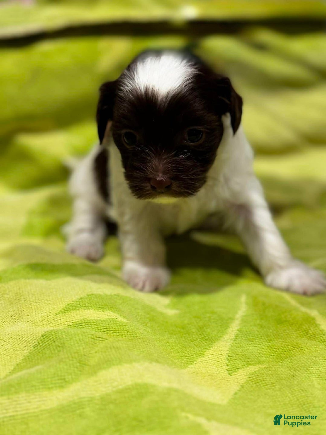 Shorkie dogs for sale: Noah - Ad 1