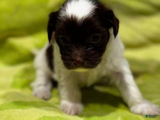 Shorkie dogs Noah - Ad 5