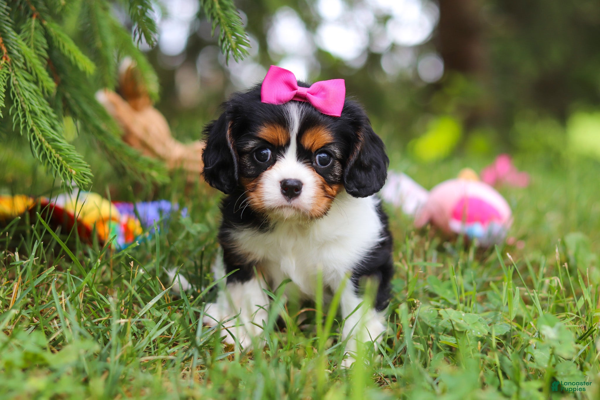 Cavalier King Charles Spaniel dogs Fern - Ad 1