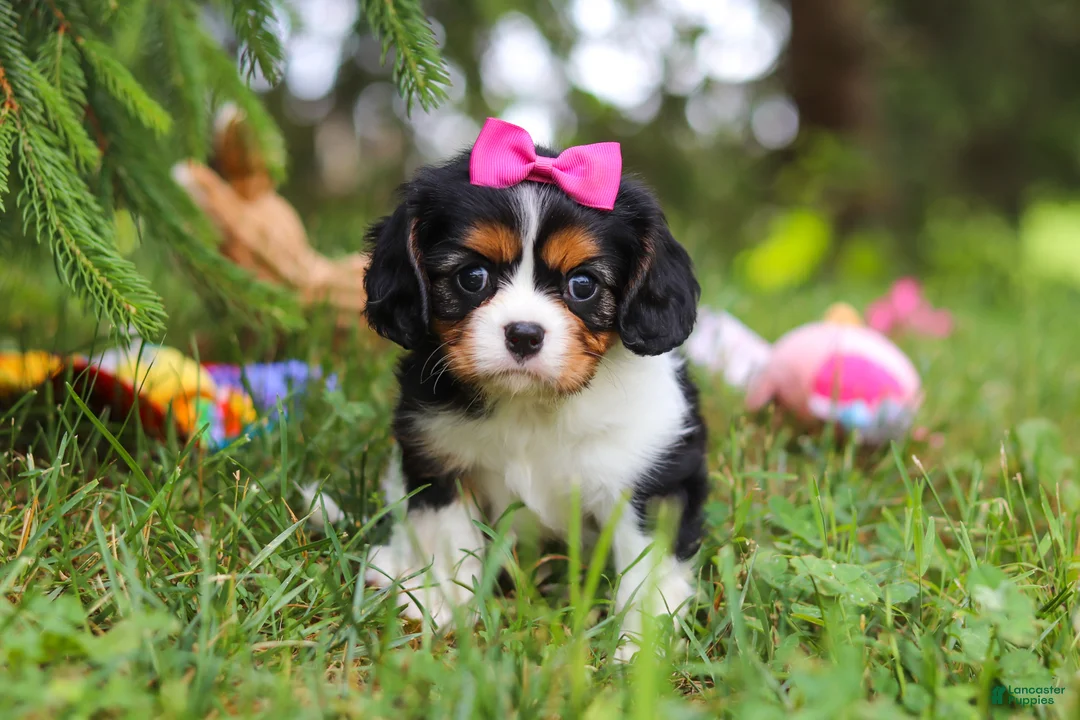 Cavalier King Charles Spaniel dogs for sale: Fern - Ad 1