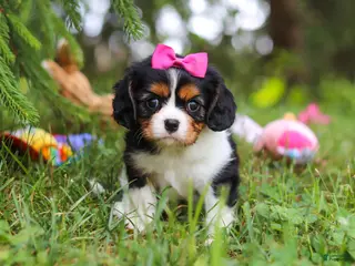 Cavalier King Charles Spaniel dogs for sale: Fern - Ad 4