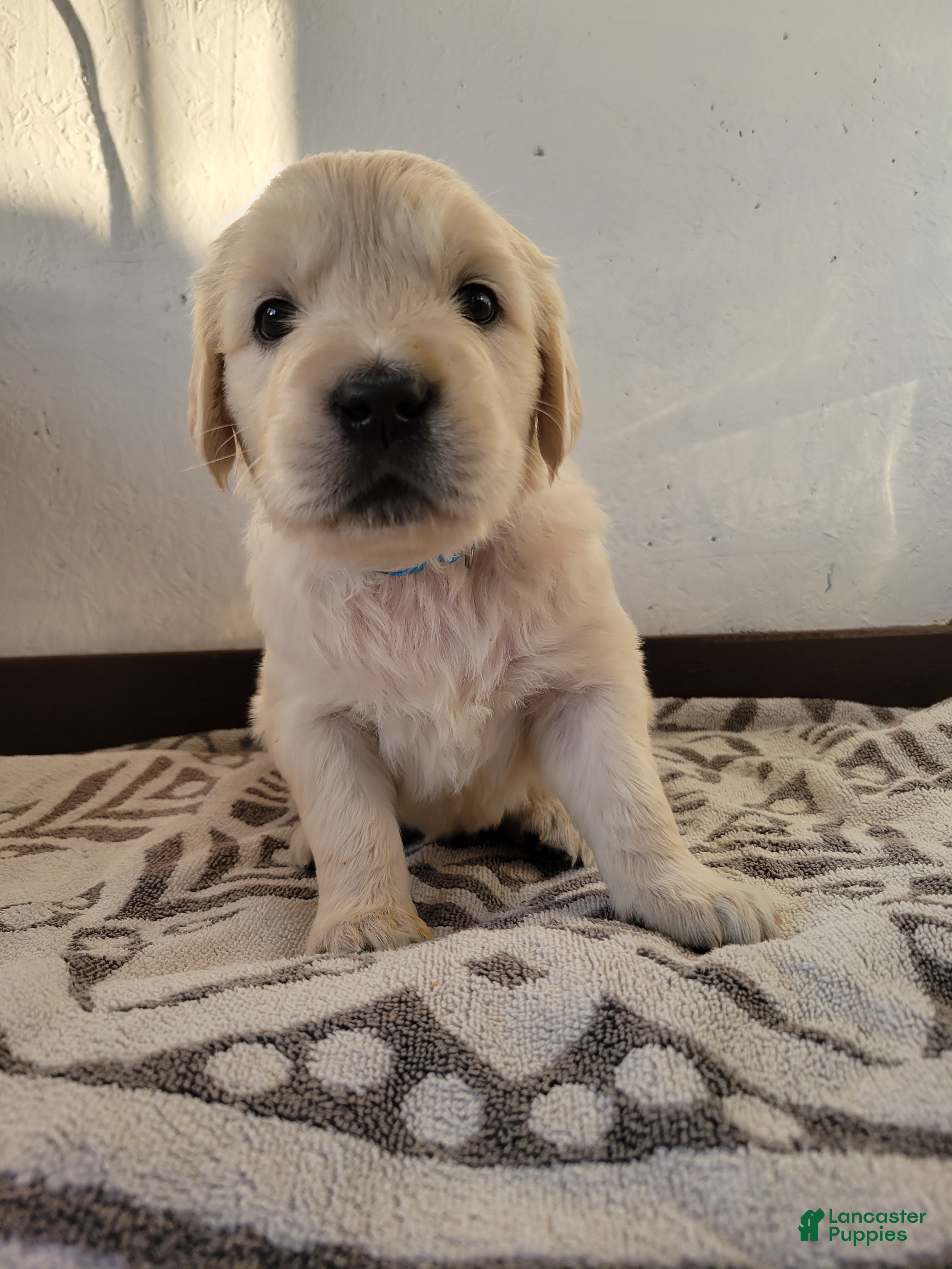 Golden Retriever dogs Cookie Crisp - Ad 1