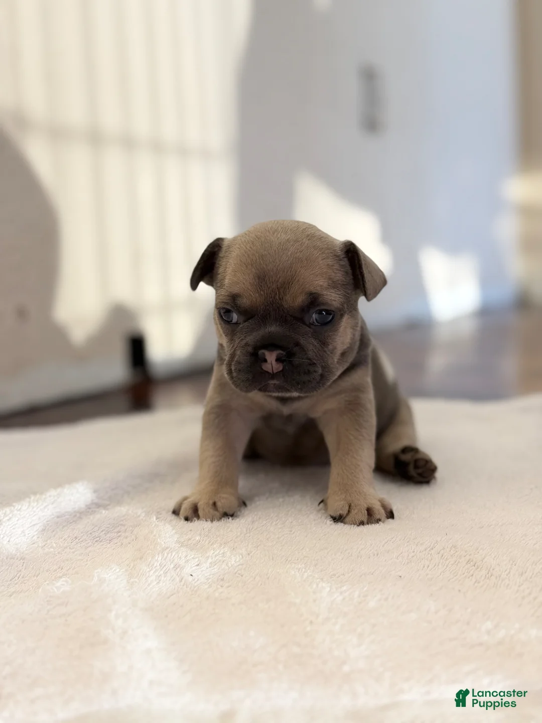 French Bulldog dogs for sale: French Bulldog Puppy 4 - Ad 4