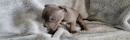 American Bully dogs for sale: Bonnie - Ad 5