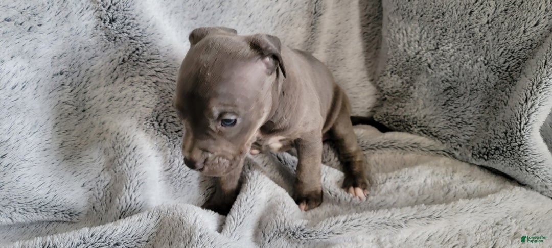 American Bully dogs for sale: Bonnie - Ad 5