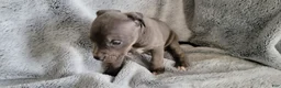 American Bully dogs for sale: Bonnie - Ad 5