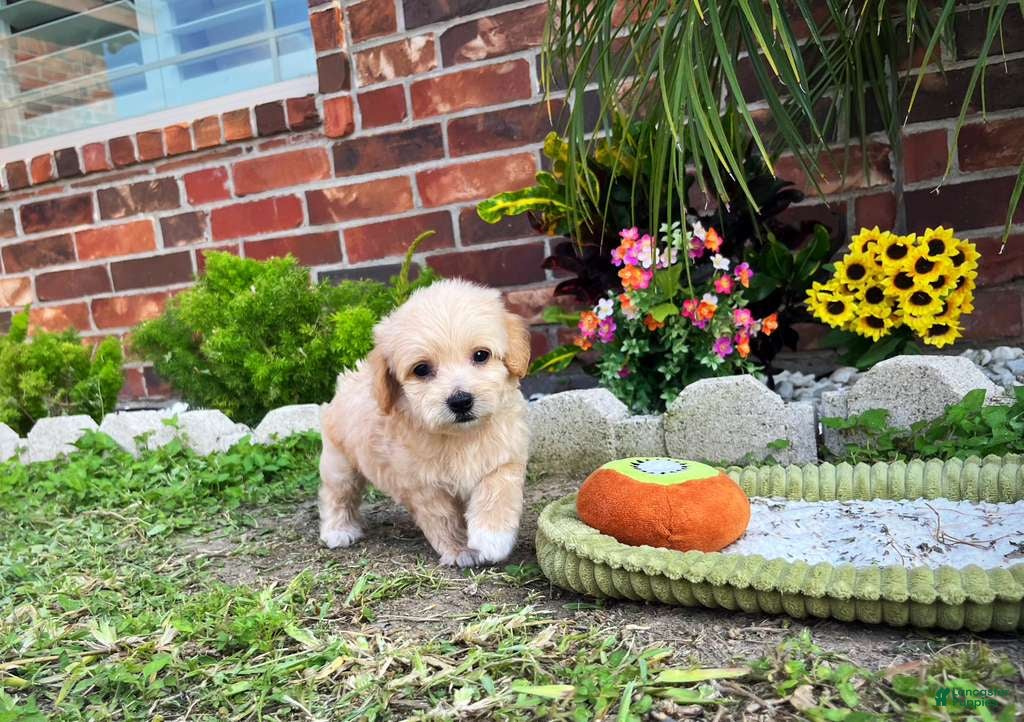 Maltipoo dogs for sale: Maltipoo Puppy 4 - Ad 4